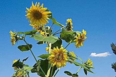 Remedy多人射击新作《FBC：Firebreak》释出终极预告 6月17日全球发售