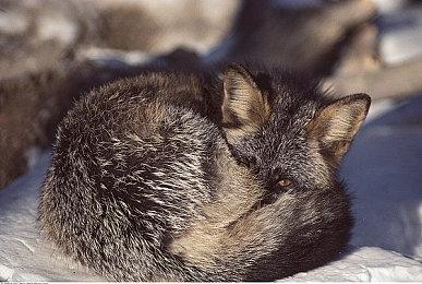 《最终幻想16》登陆Steam 9月18日发售